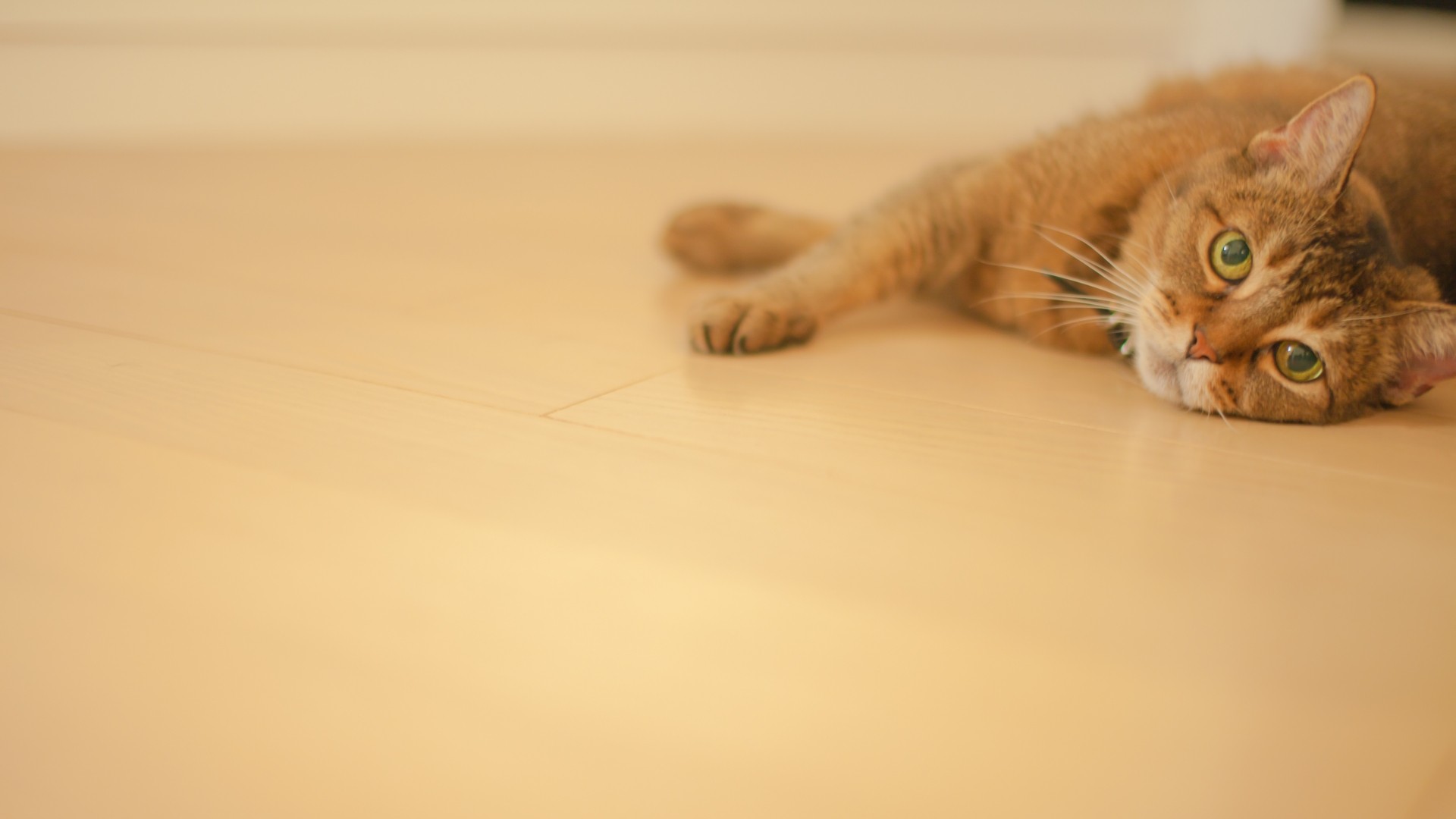 猫｜ペット